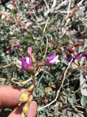 Astragalus oophorus
