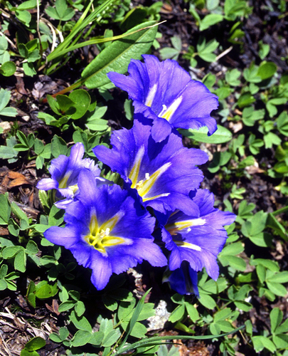 Gentiana grandiflora, photograph 5
