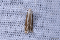 Isophrictis lineatellus