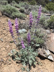 Lupinus magnificus magnificus