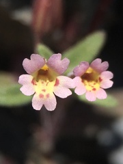 Erythranthe rubella