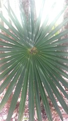 Coccothrinax boschiana