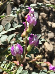 Astragalus oophorus