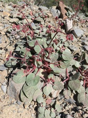 Eriogonum eremicola