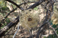 Clematis texensis