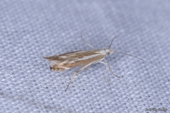 Isophrictis lineatellus