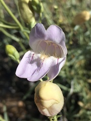 Penstemon fruticiformis amargosae