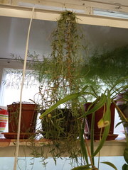 Ceropegia linearis debilis