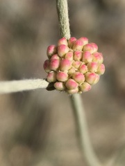 Eriogonum mensicola