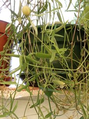 Ceropegia linearis debilis