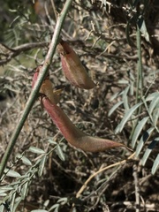 Astragalus casei