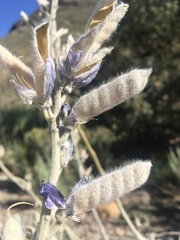 Lupinus magnificus magnificus