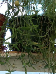 Ceropegia linearis debilis