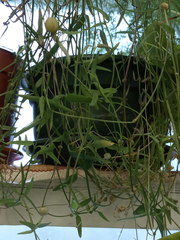 Ceropegia linearis debilis