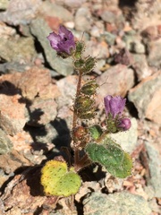 Phacelia calthifolia
