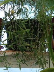 Ceropegia linearis debilis