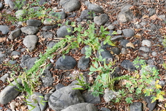 Polanisia dodecandra trachysperma