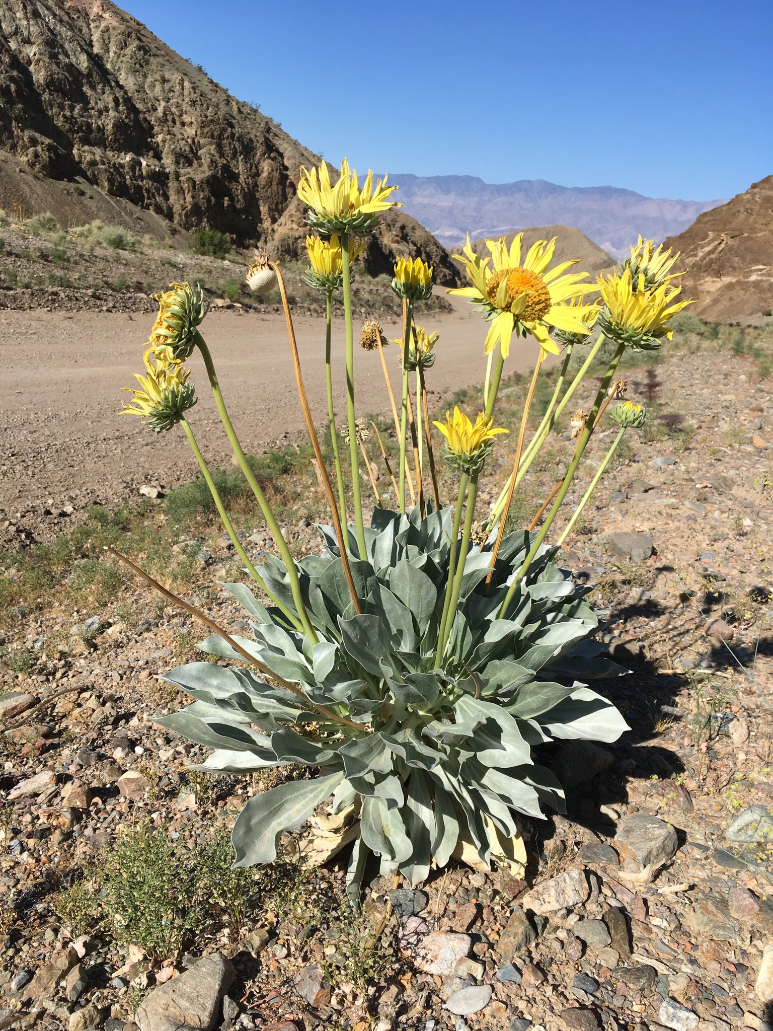 Enceliopsis covillei