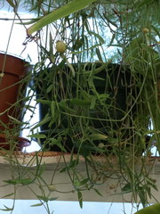 Ceropegia linearis debilis