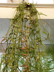 Ceropegia linearis debilis