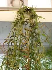 Ceropegia linearis debilis