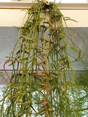 Ceropegia linearis debilis