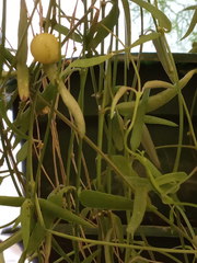 Ceropegia linearis debilis