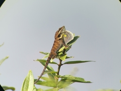 Anolis danieli
