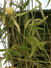 Ceropegia linearis debilis