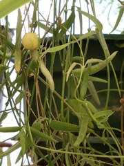 Ceropegia linearis debilis