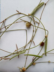 Ceropegia linearis debilis