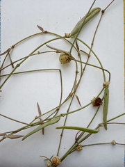 Ceropegia linearis debilis