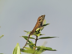 Anolis danieli