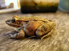 Lithobates sphenocephalus utricularius