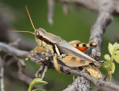 Melanoplus glaucipes