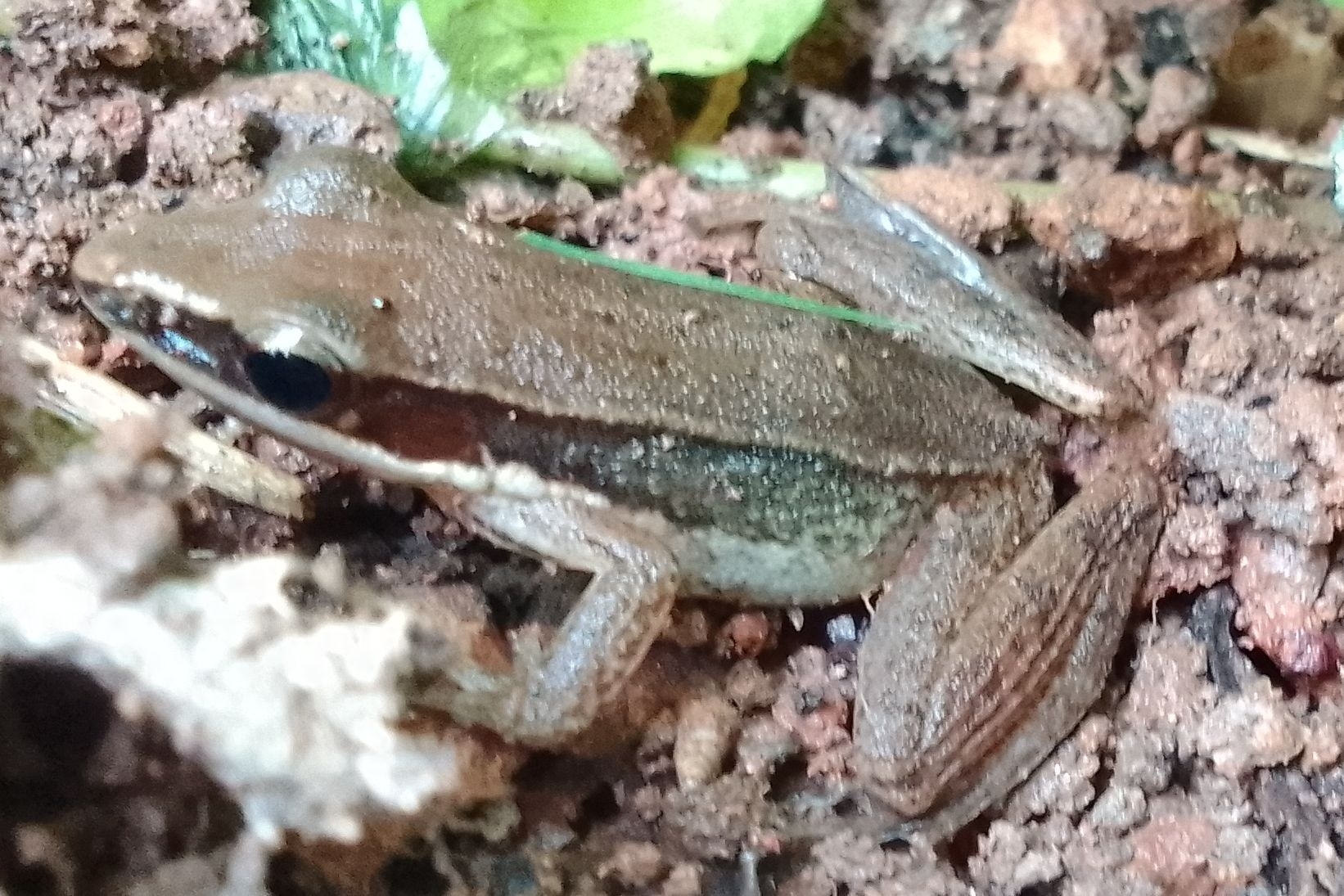 Urben Golden-Backed Frog
