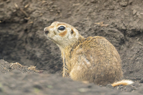 Vorontsov's Ground Squirrel (Spermophilus vorontsovi) — Data Deficient Mammalia