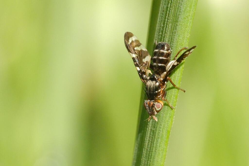 Asparagus Fly