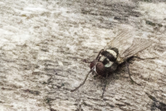 Anthomyia oculifera