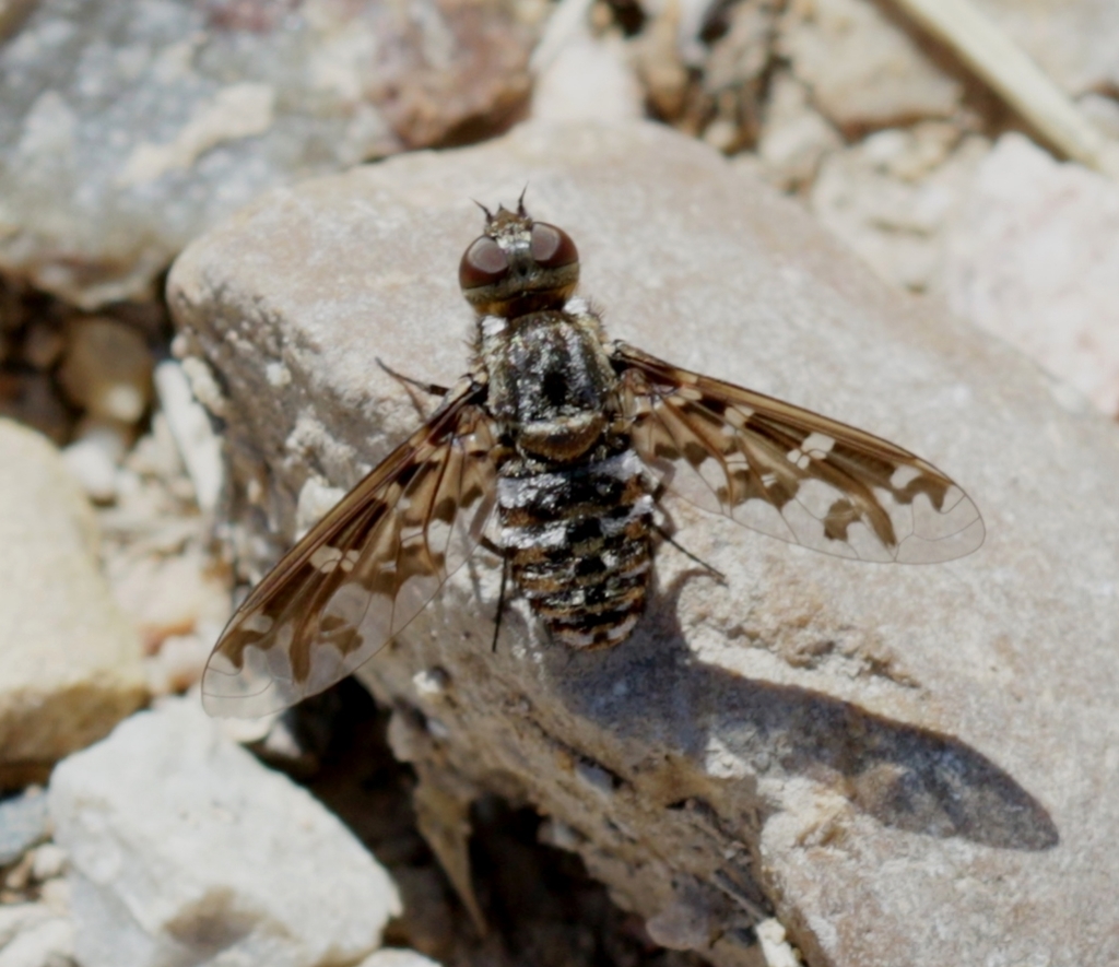 Exoprosopa italica