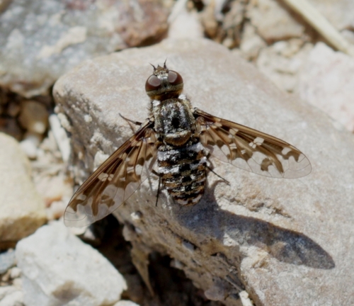 Exoprosopa italica
