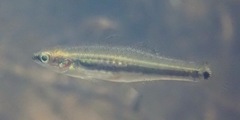 Hypseleotris cyprinoides