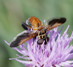 Galactomyia