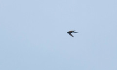 Hirundapus giganteus