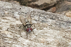 Anthomyia oculifera