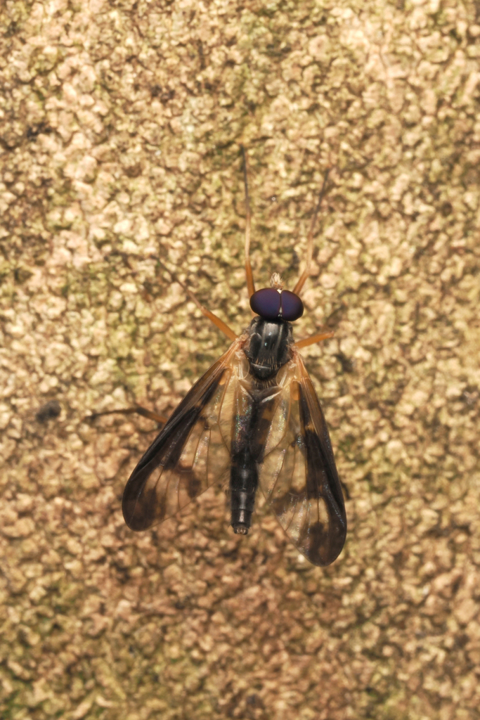 Rhagio costimaculata