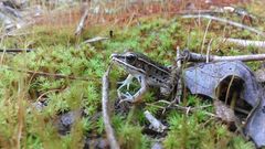 Lithobates sphenocephalus utricularius