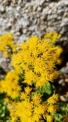 Ericameria cuneata cuneata
