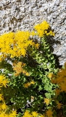 Ericameria cuneata cuneata