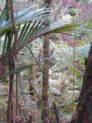 Phyllocladus trichomanoides